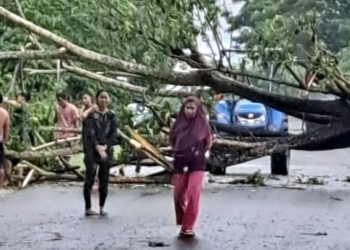 Pohon Tumbang di Jalan SMPN 1 Duhiadaa, Arus Lalulintas Terganggu