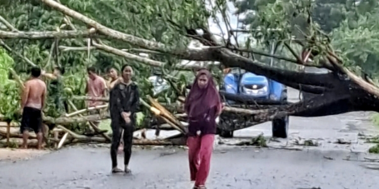 Pohon Tumbang di Jalan SMPN 1 Duhiadaa, Arus Lalulintas Terganggu