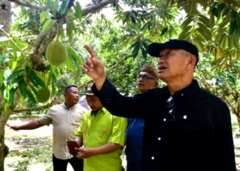Sektor Pertanian Durian Bakal di Kembangkan Dipohuwato