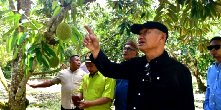 Sektor Pertanian Durian Bakal di Kembangkan Dipohuwato