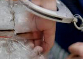 Astaga! Oknum ASN dan Polisi di Pohuwato Diduga Terlibat Kasus Narkoba