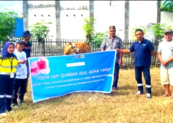 Idul Adha 2024, Pani Gold Project Berbagi 23 Ekor Sapi