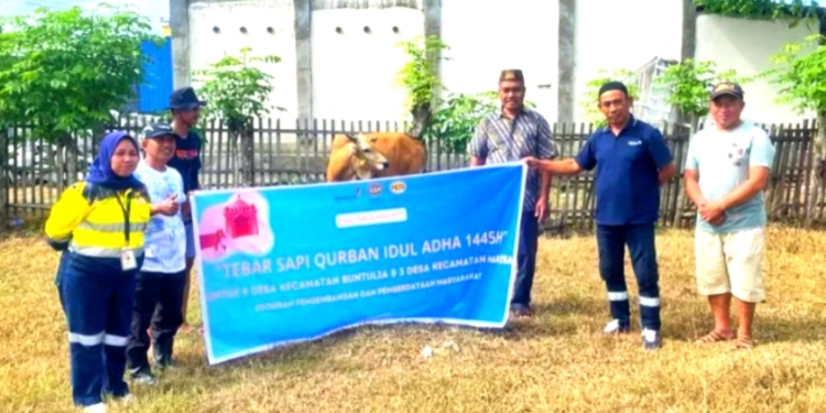 Idul Adha 2024, Pani Gold Project Berbagi 23 Ekor Sapi