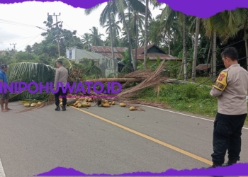 Angin Kencang Robohkan Pohon Kelapa, PLN dan Polisi Gerak Cepat Tangani Dampak