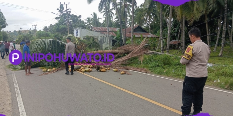 Angin Kencang Robohkan Pohon Kelapa, PLN dan Polisi Gerak Cepat Tangani Dampak