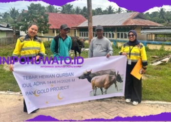Pani Gold Project Bagikan 26 Ekor Sapi Qurban di Desa dan Stakeholder