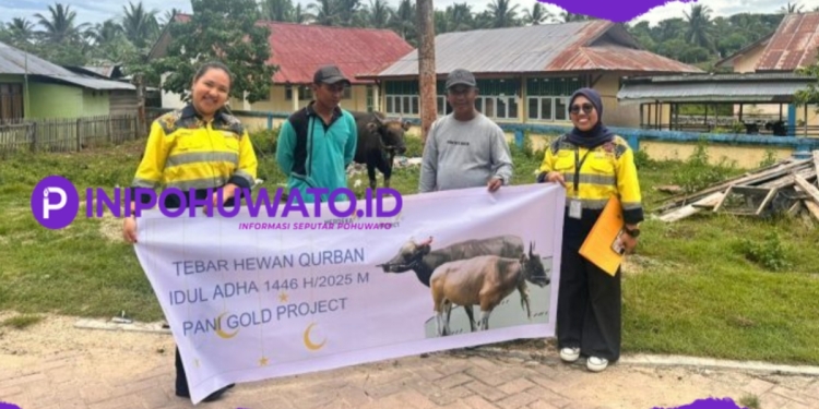 Pani Gold Project Bagikan 26 Ekor Sapi Qurban di Desa dan Stakeholder