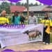 Pani Gold Project Bagikan 26 Ekor Sapi Qurban di Desa dan Stakeholder