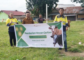 Pani Gold Mine Rayakan Idul Adha Bersama Warga, Salurkan 43 Ekor Sapi Qurban di Pohuwato dan Gorontalo