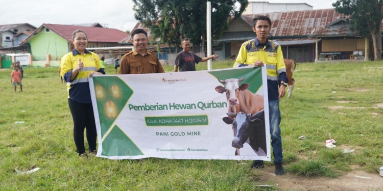 Pani Gold Mine Rayakan Idul Adha Bersama Warga, Salurkan 43 Ekor Sapi Qurban di Pohuwato dan Gorontalo